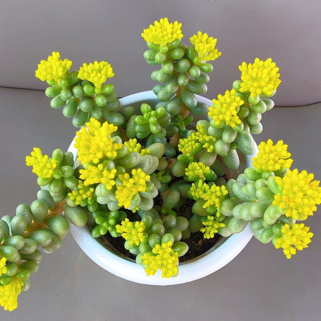 米淇家的绿龟卵多肉植物带盆发新手好养活