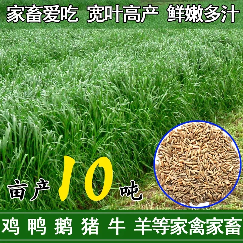 耐寒多年生四倍体净子黑麦草