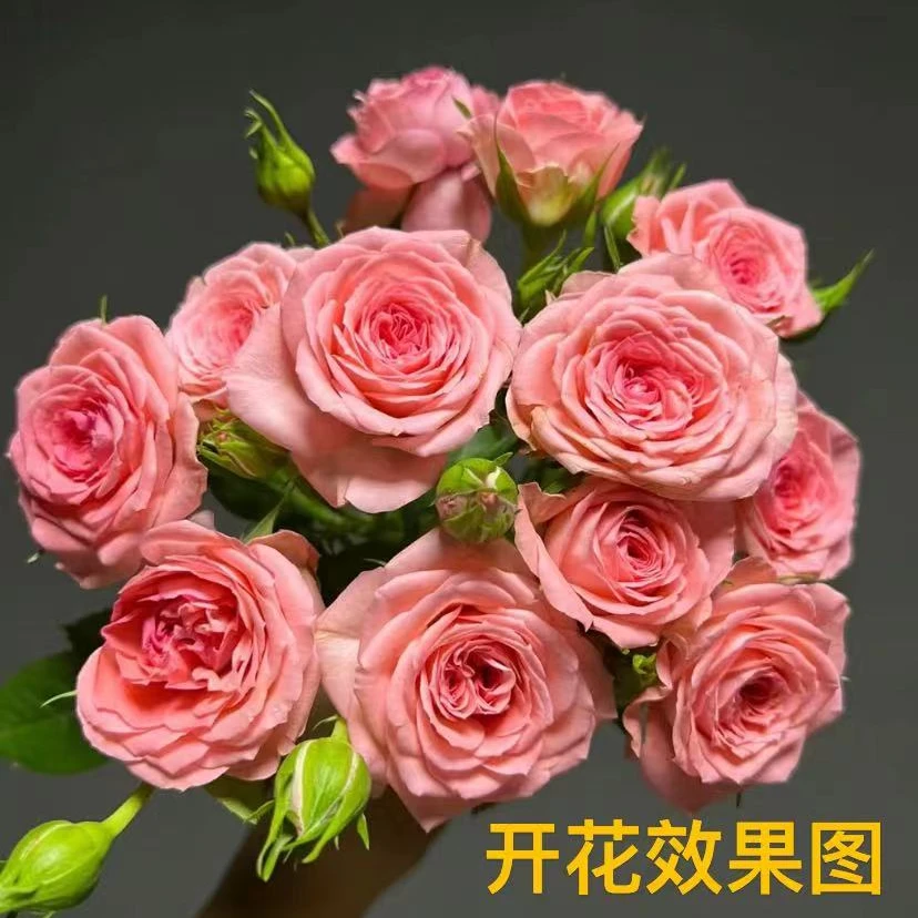 曼【仙度瑞拉】阳台庭院栽种可盆栽多季节开花