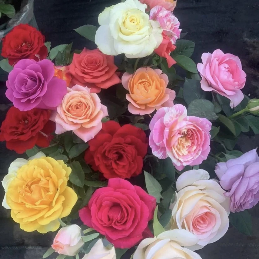 曼【混色】季节开花花苞发货阳台栽种可盆栽可地栽