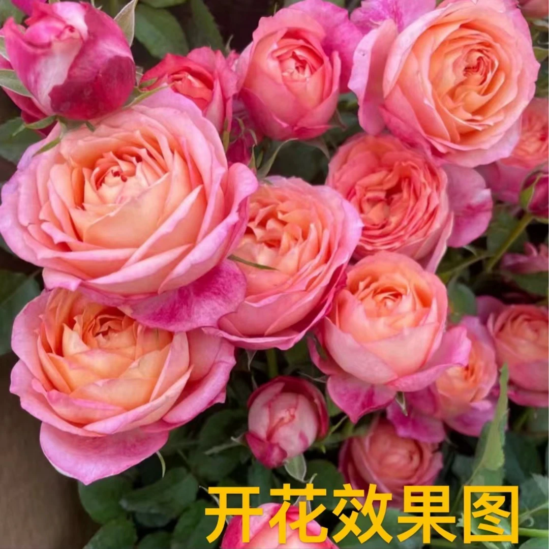 【肥彪专享】【大花美人】阳台庭院栽种可盆栽地栽多季节开花
