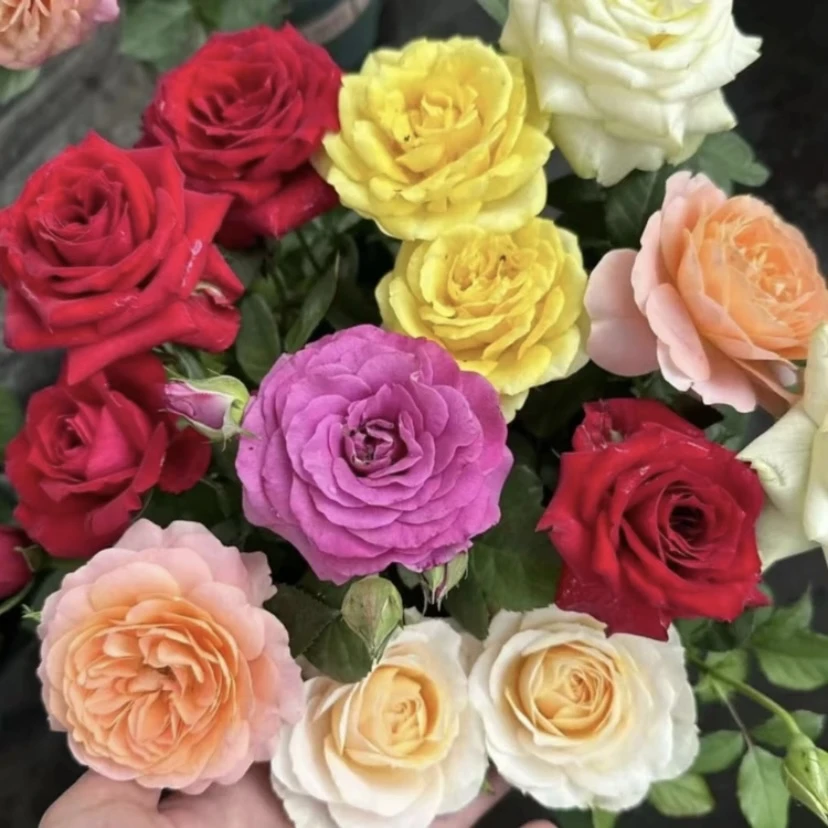 曼【混色】+【红丝绒】季节开花花苞发货阳台栽种可盆栽可地栽