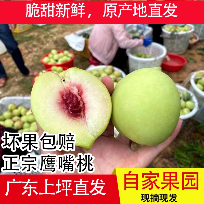 5斤装正宗广东河源连平上坪鹰嘴桃现摘现发