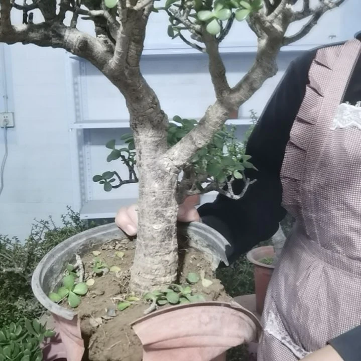 金枝玉叶金枝玉叶金枝玉叶金枝玉叶