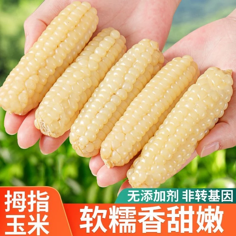 云南西双版纳小象拇指玉米新鲜傣家香糯小手指迷你袖珍儿童小玉米