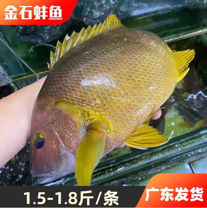 金石蚌鱼石蚌鱼火鱼星点笛海钓鱼海鱼包鲜包肥【1.5-1.8斤/条】