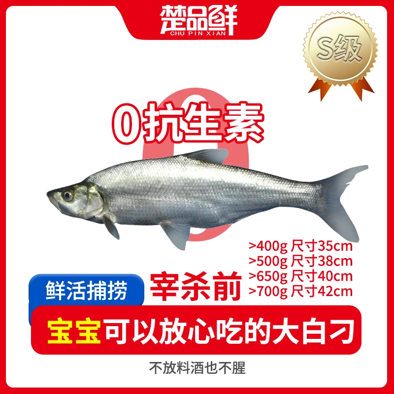 活鱼大白刁(适合清蒸)宰杀前600g起净重不低于400g无土腥有调味