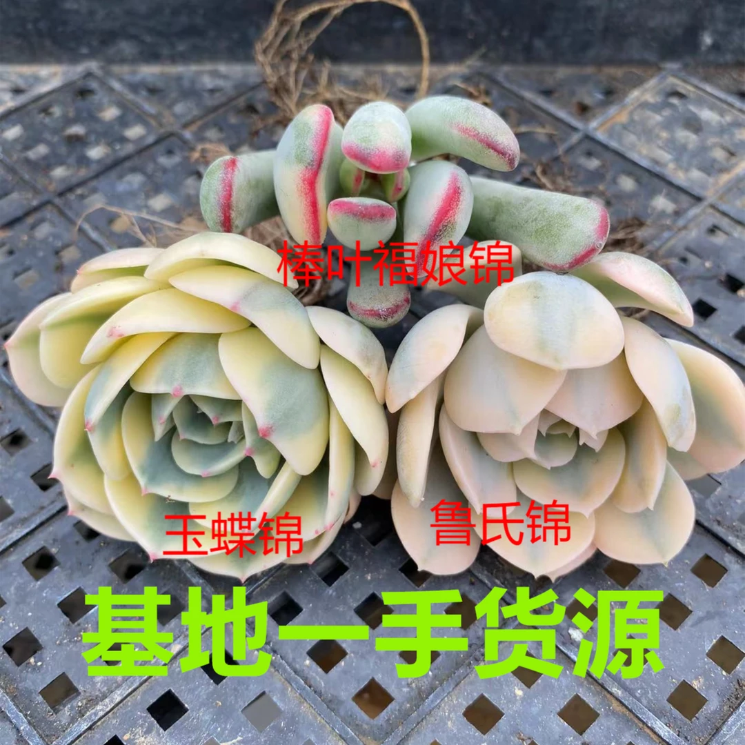 景天锦组合3盆玉蝶锦鲁氏锦福娘锦多肉植物花卉绿植盆栽基地直播