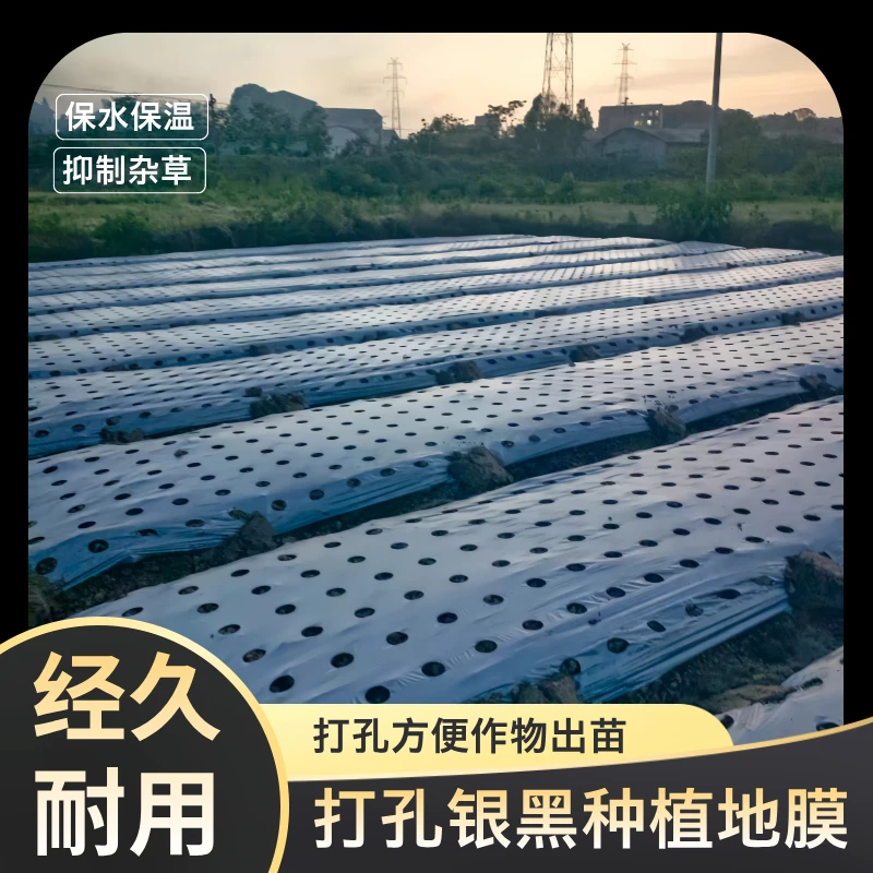 农用加厚打孔银黑地膜辣椒番茄大蒜保湿羊肚菌专用除草开孔黑地膜