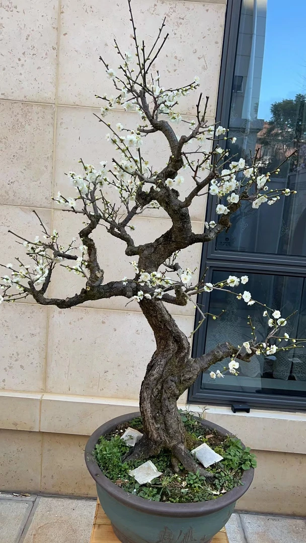 徽州古梅老桩 垂枝梅花 百年老桩骨里红梅绿萼 台阁玉蝶 梅花盆景