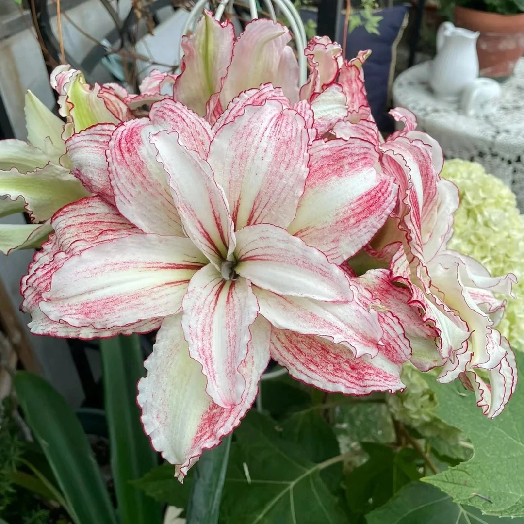 包对版国内繁殖朱顶红种球【安琪拉】送肥