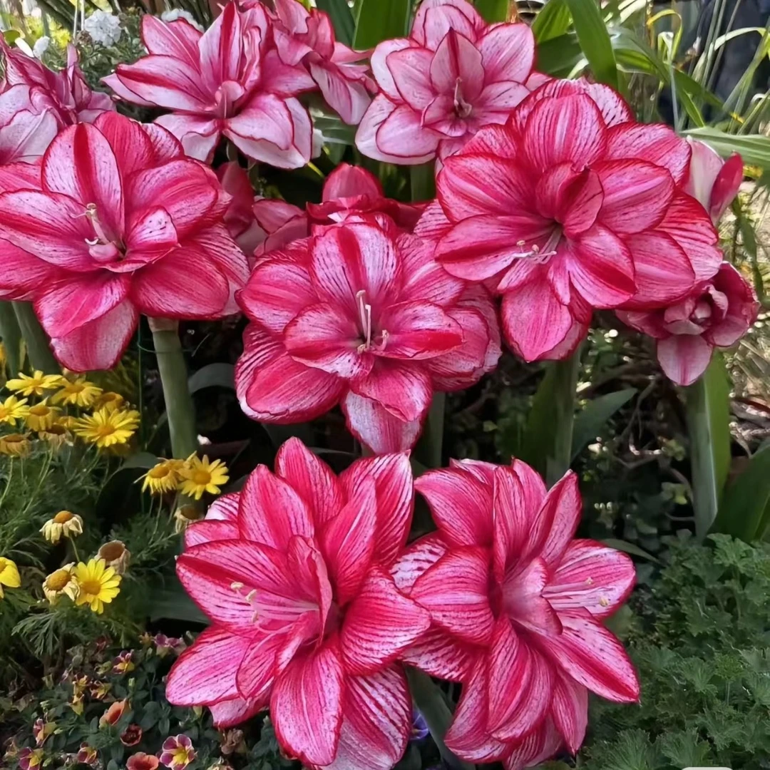 包对版国内繁殖朱顶红种球【赛琳娜】送肥