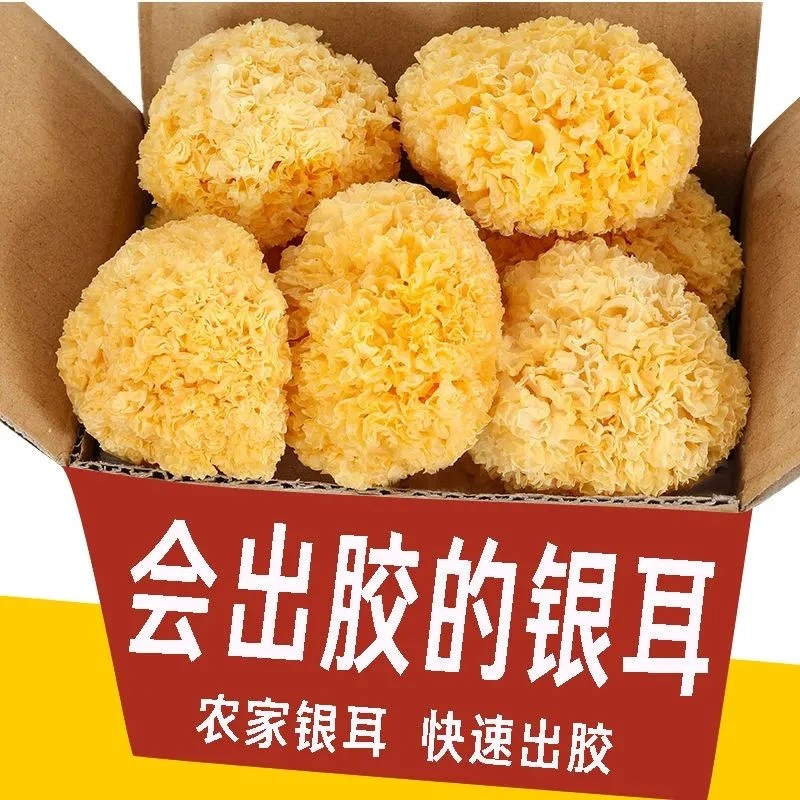 古田大花银耳白木耳干货土特产批发银耳新货多胶软糯雪耳美味银耳