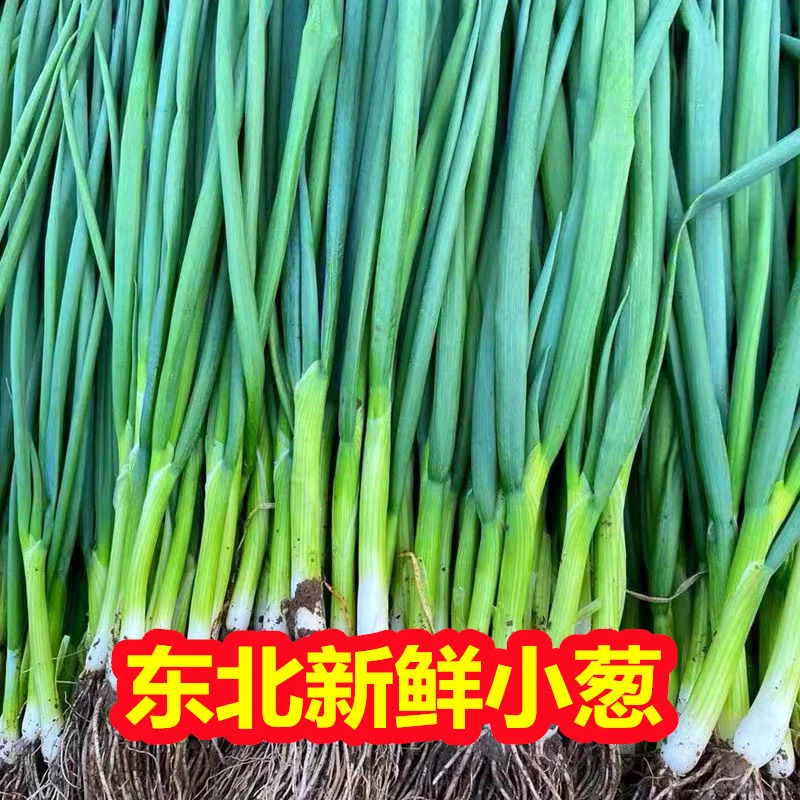 东北小葱四季香葱农家自种特产小香葱新鲜蔬菜小水葱细葱蘸酱葱
