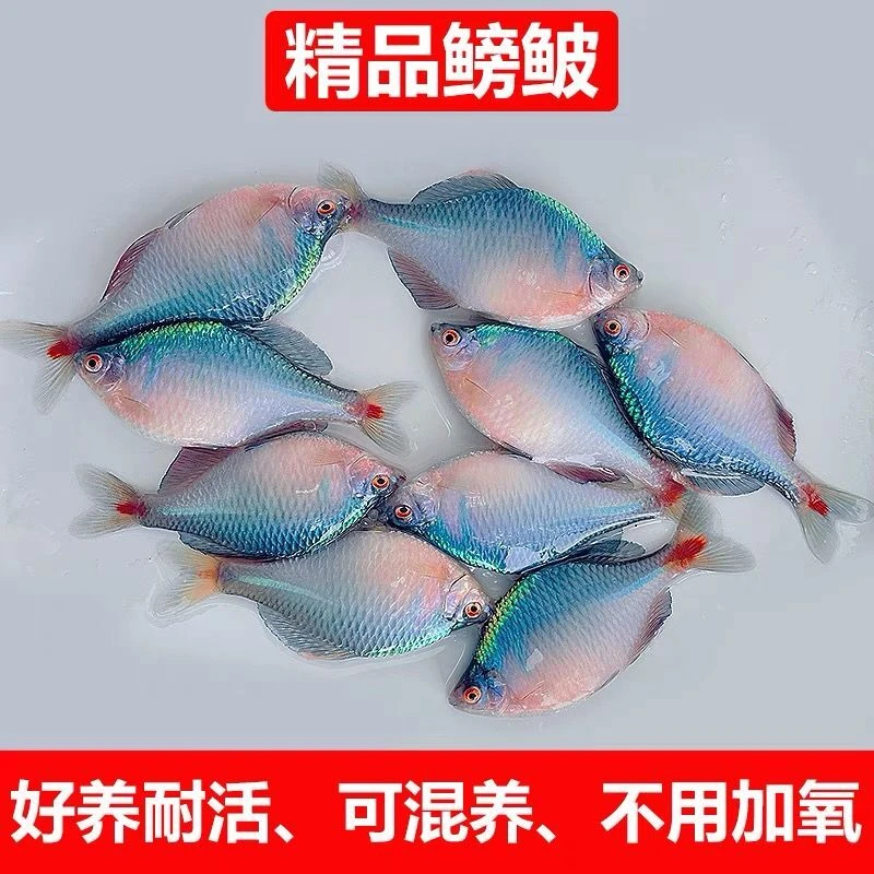 好养淡水观赏鳑鲏鱼七彩石旁皮除藻冷水鱼活体小型鱼苗原生群游鱼