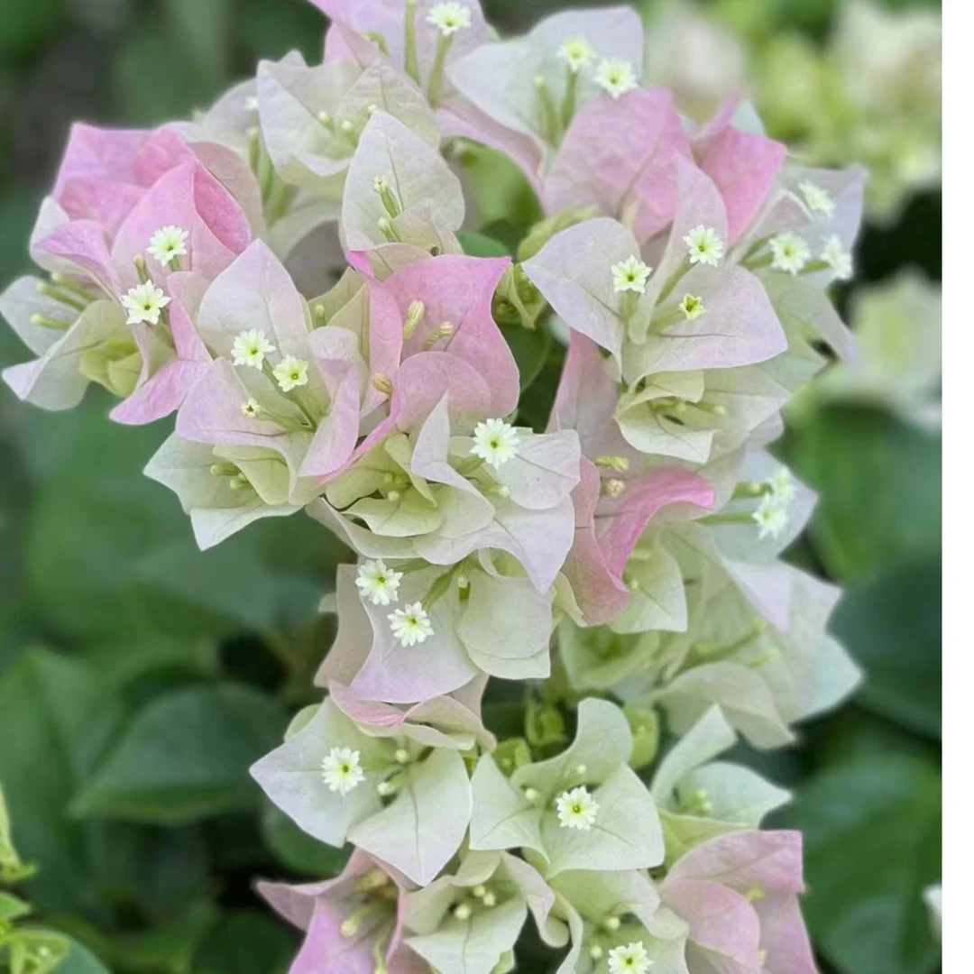 【一物一拍】三角梅基地直发飘收货手机人尾号勤花品种美观植物盆栽