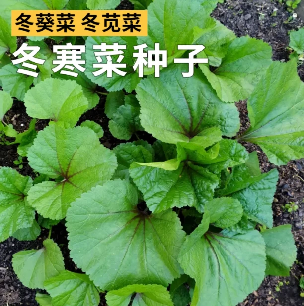 拍三送一冬寒菜种子糯米冬寒菜四季种植阳台盆栽易种多次采收