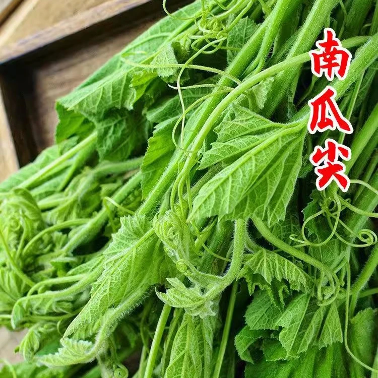 拍三送一南瓜苗南瓜尖蔬菜种子食叶南瓜秧苗嫩叶茎藤