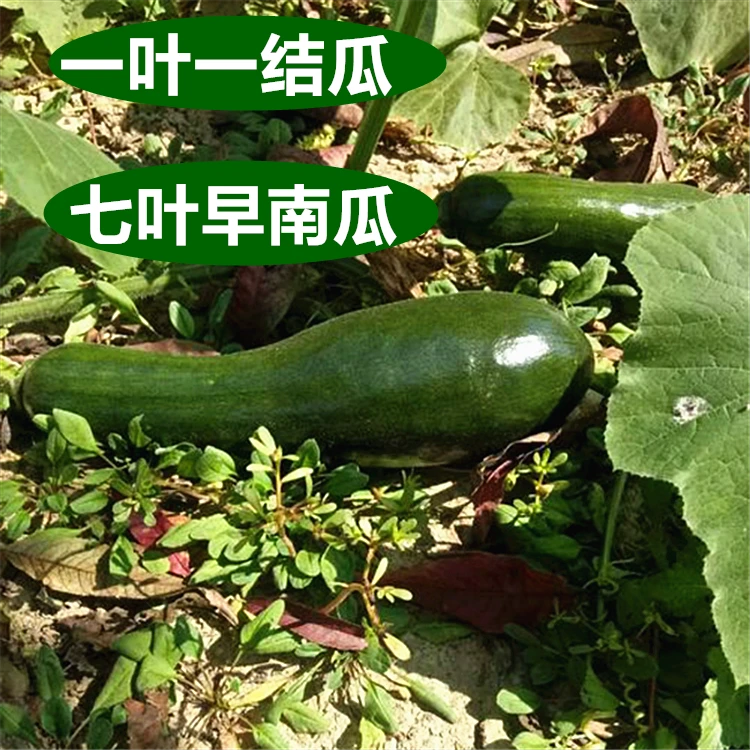 籽种黑满地南瓜种子七叶早南瓜庭院种植蔬菜种子