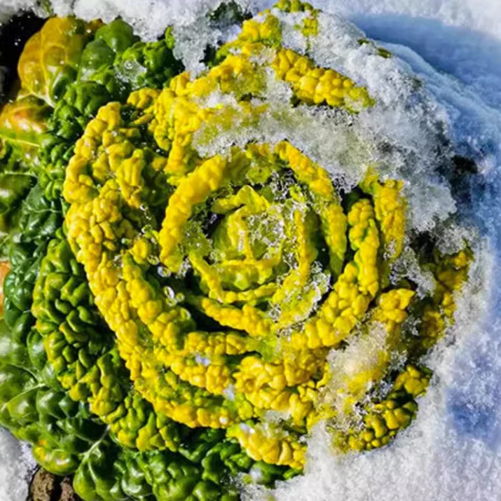 拍三送一黄心乌菜新鲜乌塌菜四季白菜冬季青菜蔬菜秋冬黑菜种子