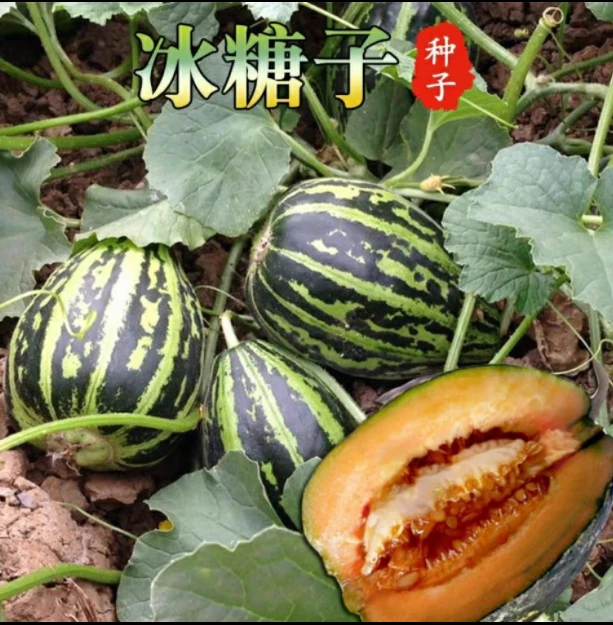 拍三送一冰糖子甜瓜黄金蜜甜瓜种子高产特甜香瓜阳台盆栽四季种植