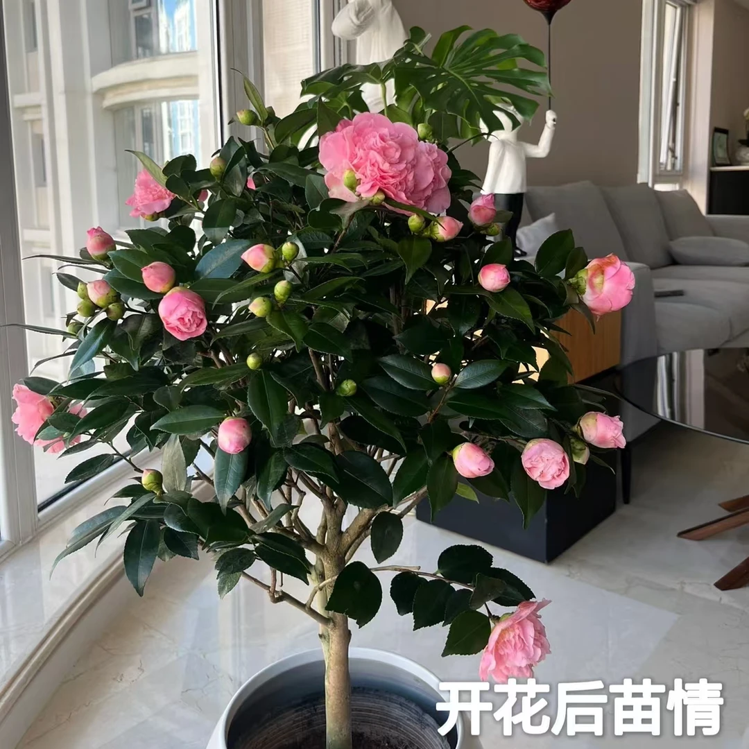 加大老桩香妃茶花粉色茶花带花苞带花盆冬季春节开花室内耐寒花卉