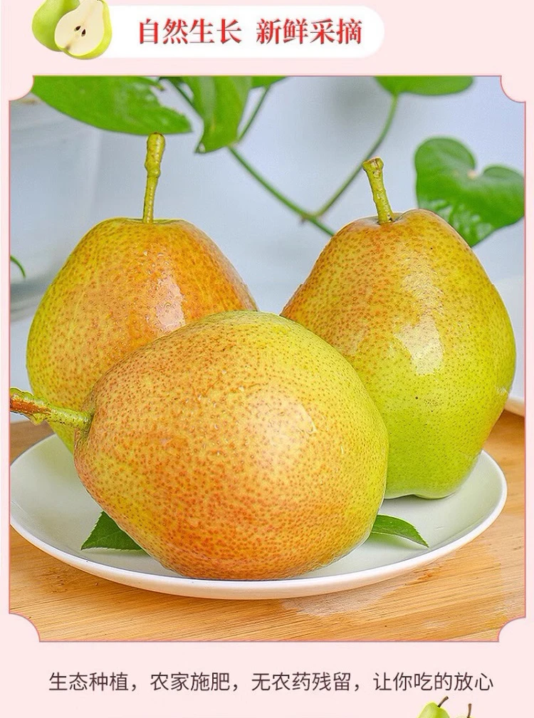 红香酥梨新鲜水果当季整箱清脆细腻汁水肉质爽口个头多汁果园