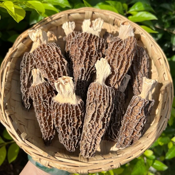尚膳楼 广东羊肚菌鱼胶1g100g250g500g