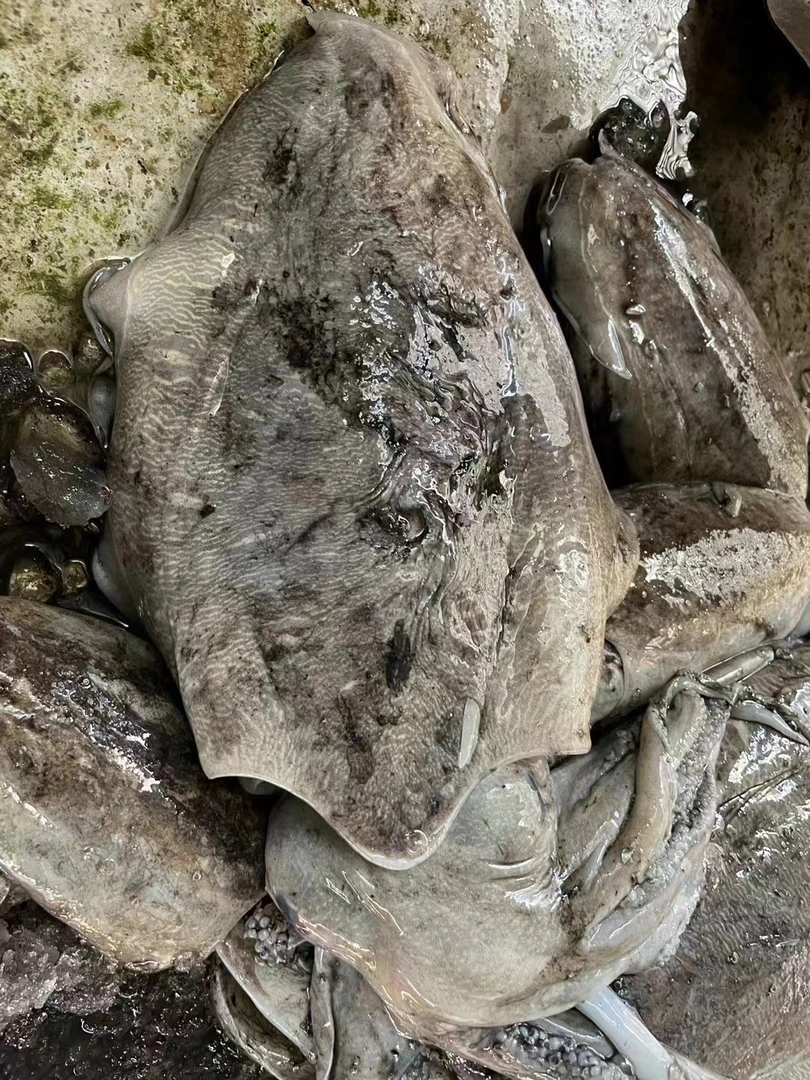 神泉本港大墨鱼五斤装