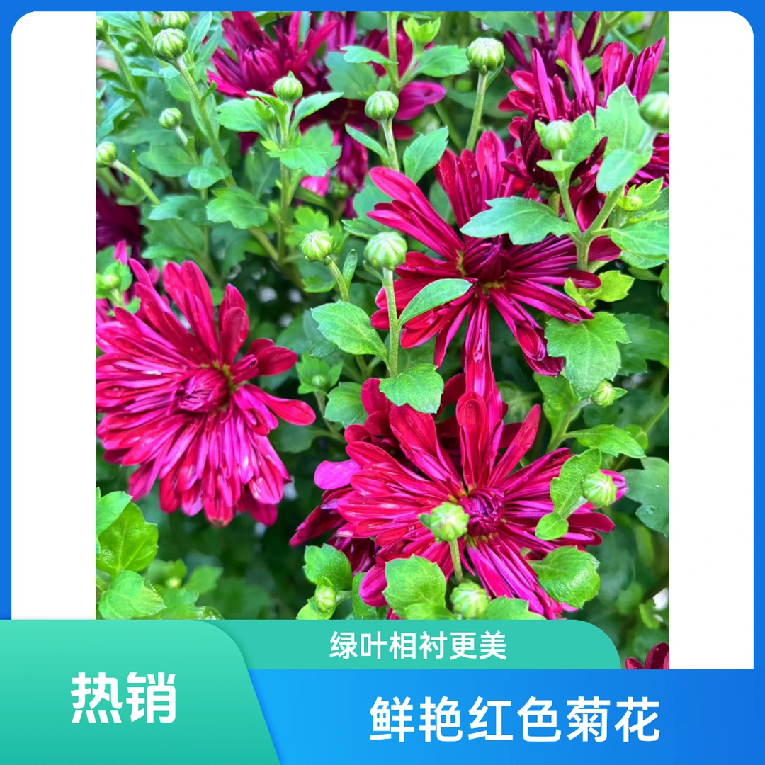 新品超大盆【两加仑】红丝绒阳台地栽均可