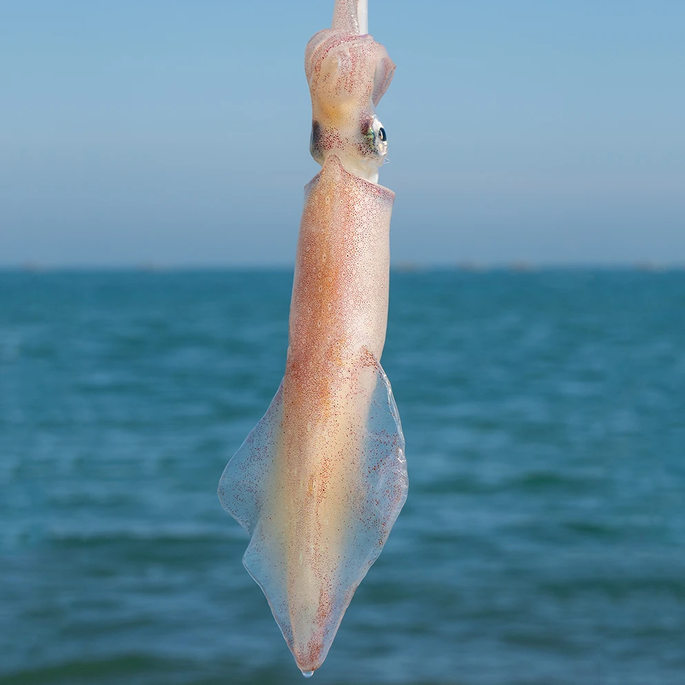 【特大】海钓火箭鱿活冻手钓大管鱿鱼 推荐白灼或涮烫