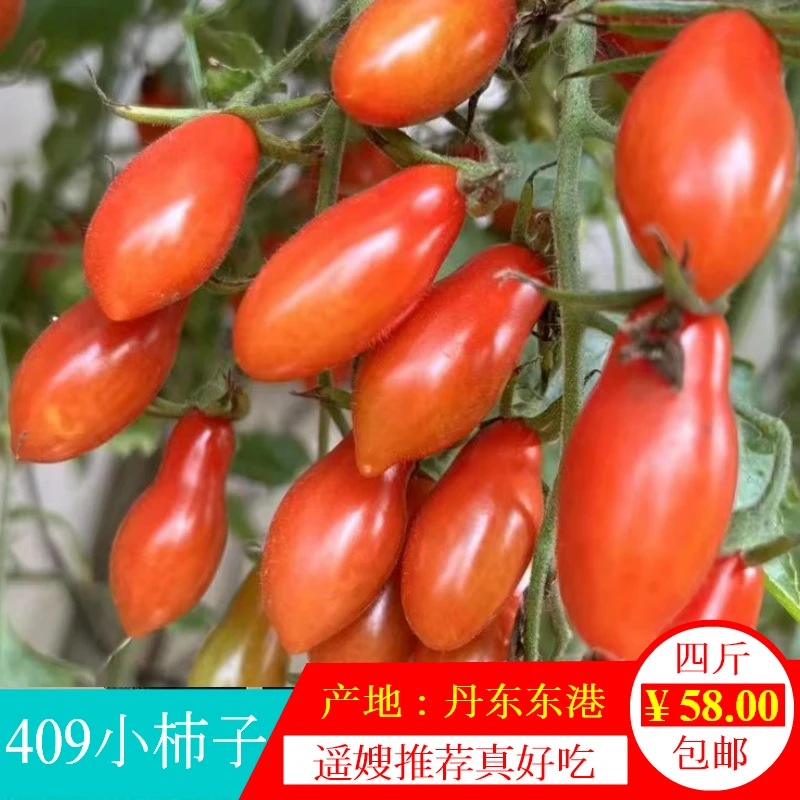 后墙小西红柿小番茄409小柿子遥嫂推荐好吃四斤包邮顺丰