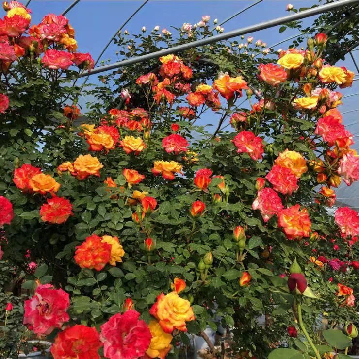 藤彩虹月季爬藤多彩变色藤本庭院植物花卉阳台盆栽玫瑰四季开花