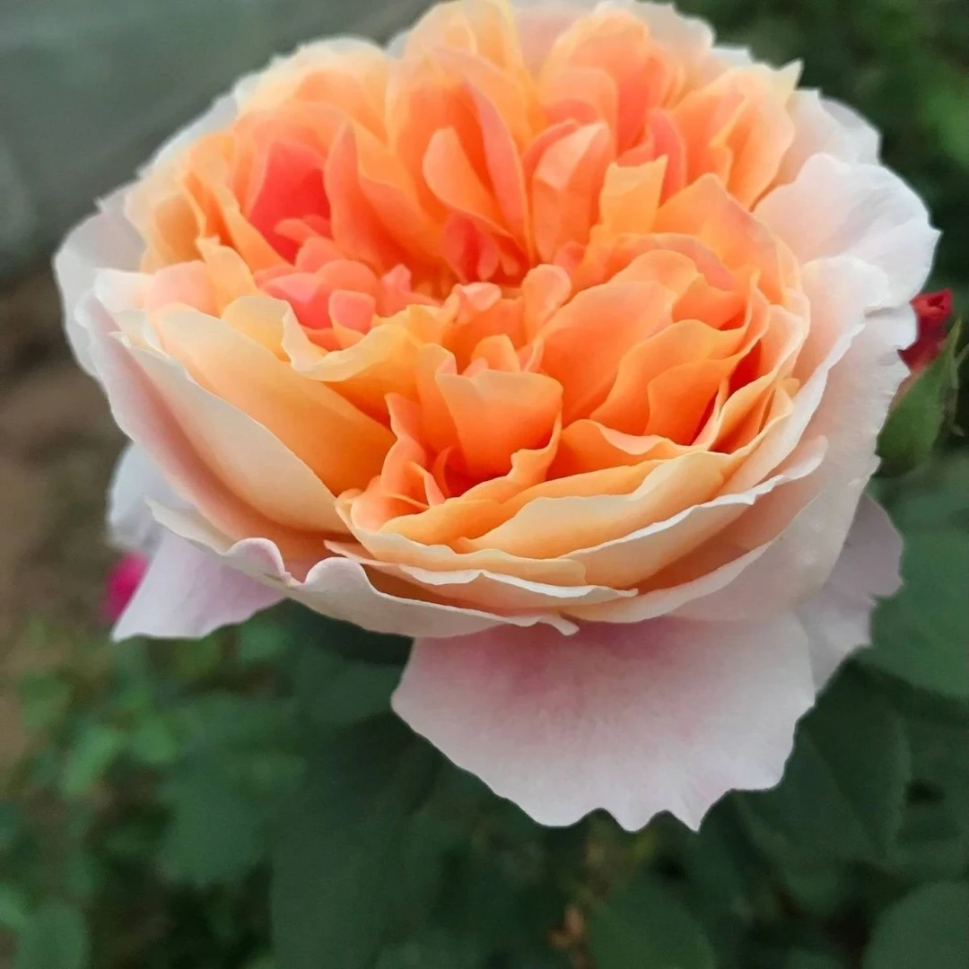 印象派月季花苗藤本盆栽冰淇淋地栽浓香型爬藤多季节开花（土球发）