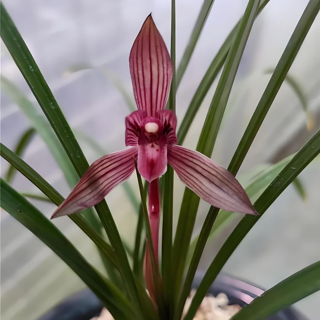 【红宝石】春兰名品