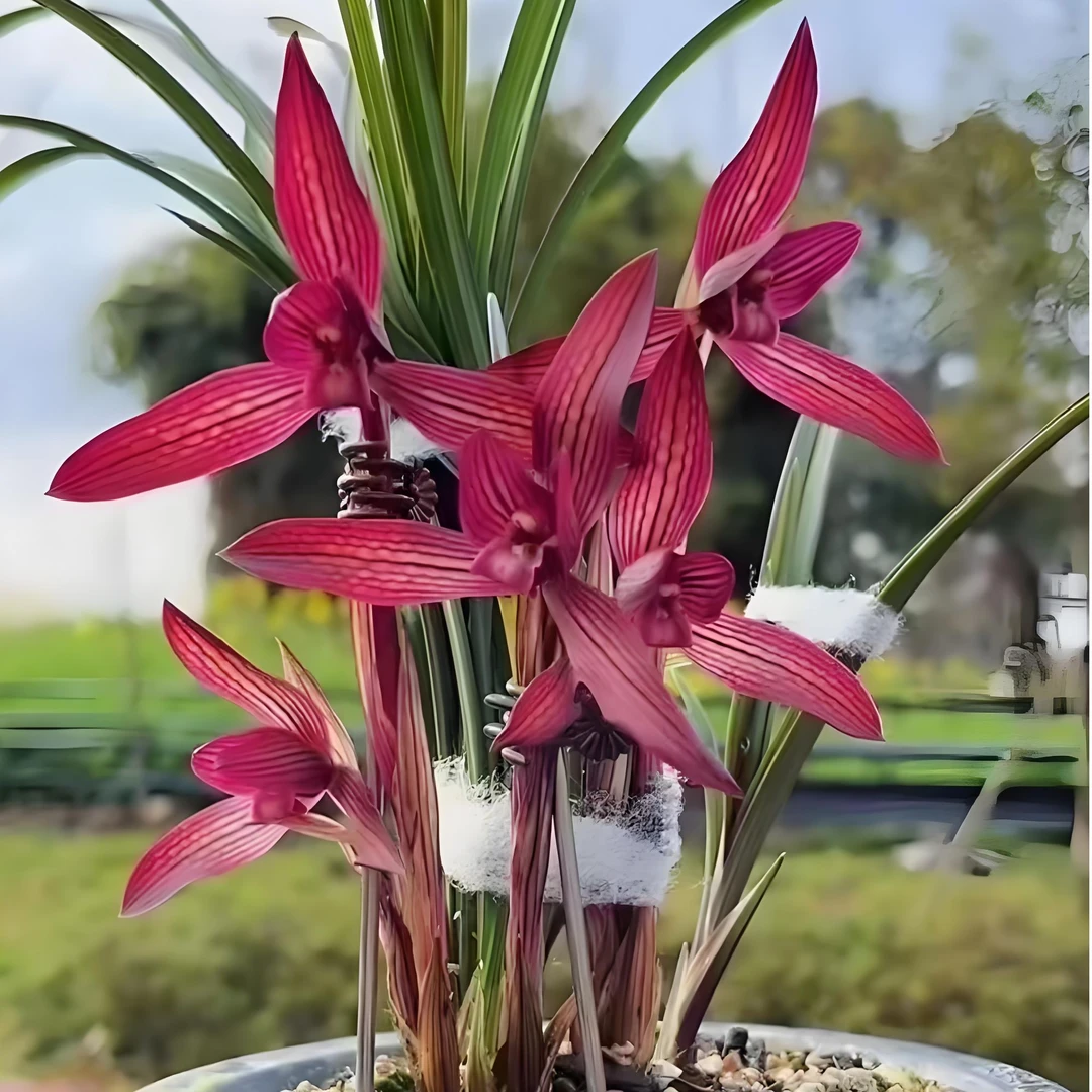 【中东红素】春兰浓香型