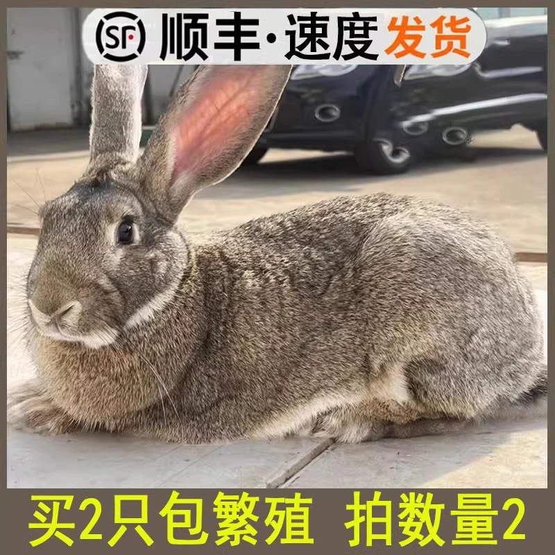 5斤成年种兔家养食用肉兔子活物公母一对大兔巨型纯种比利时活体