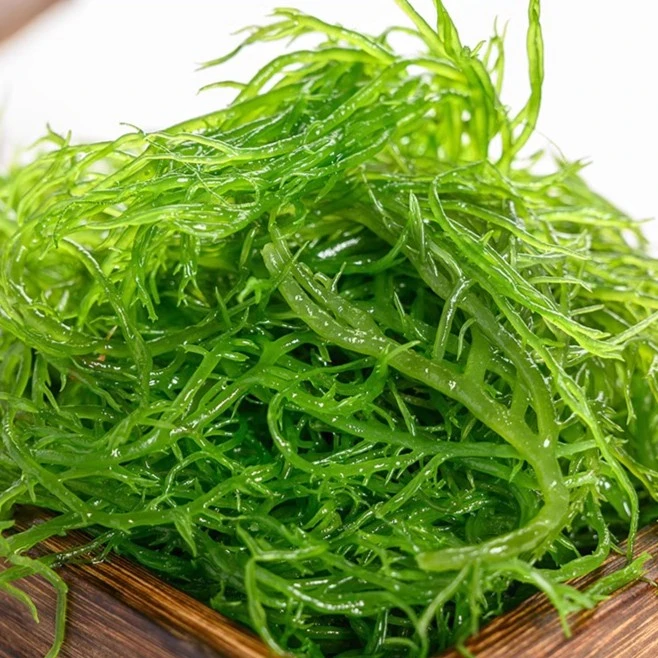 龙须菜500克天然绿色凤尾海草海藻夏季凉拌菜素菜海藻丝霞浦特产