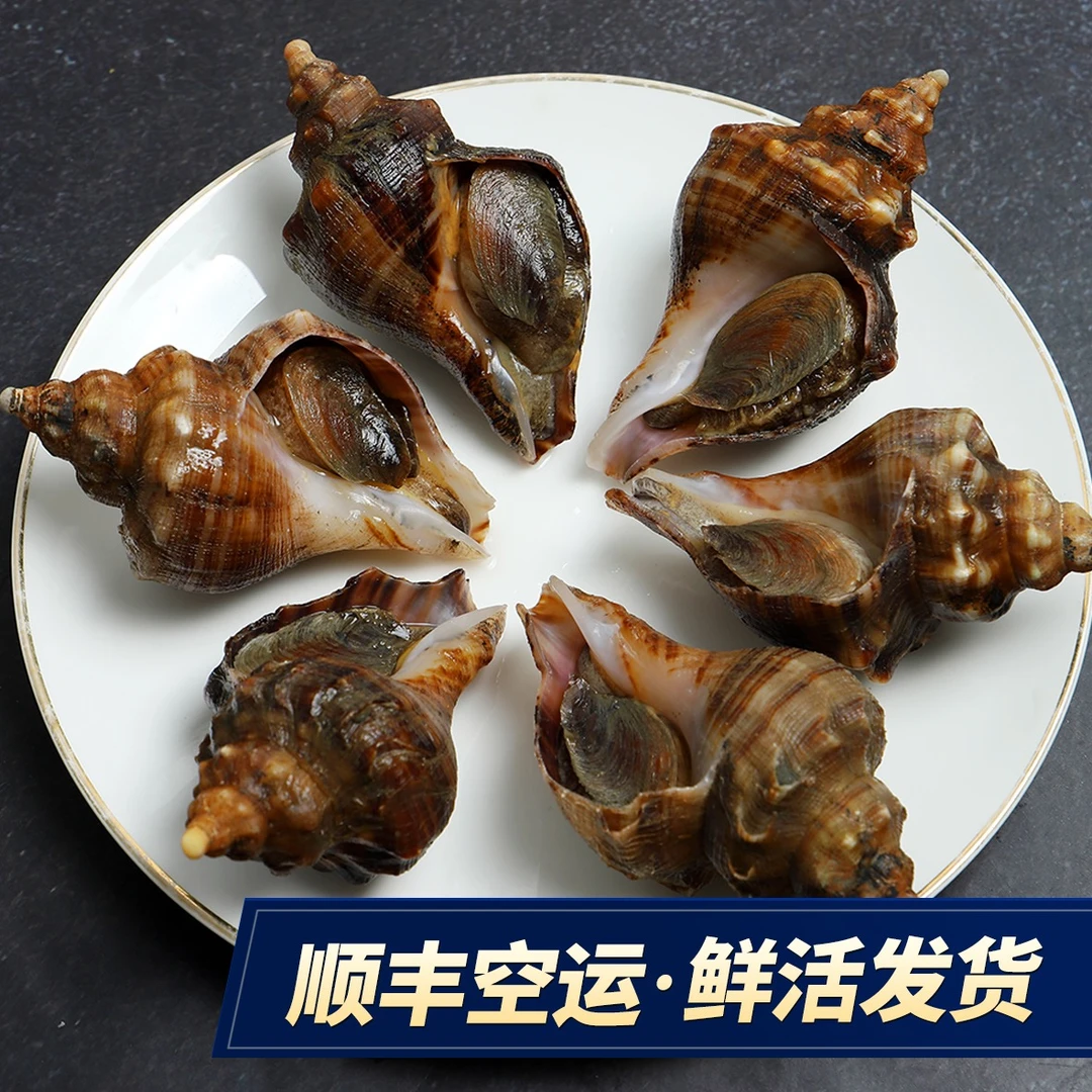【小百海鲜】大连当地大海螺3-4个头保鲜保肥不包活