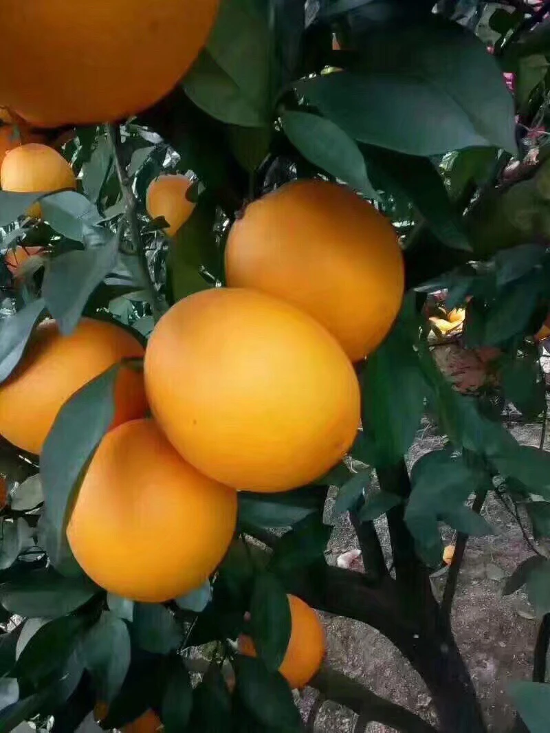 江西寻乌赣南脐橙正宗新鲜采摘水润多汁橙子