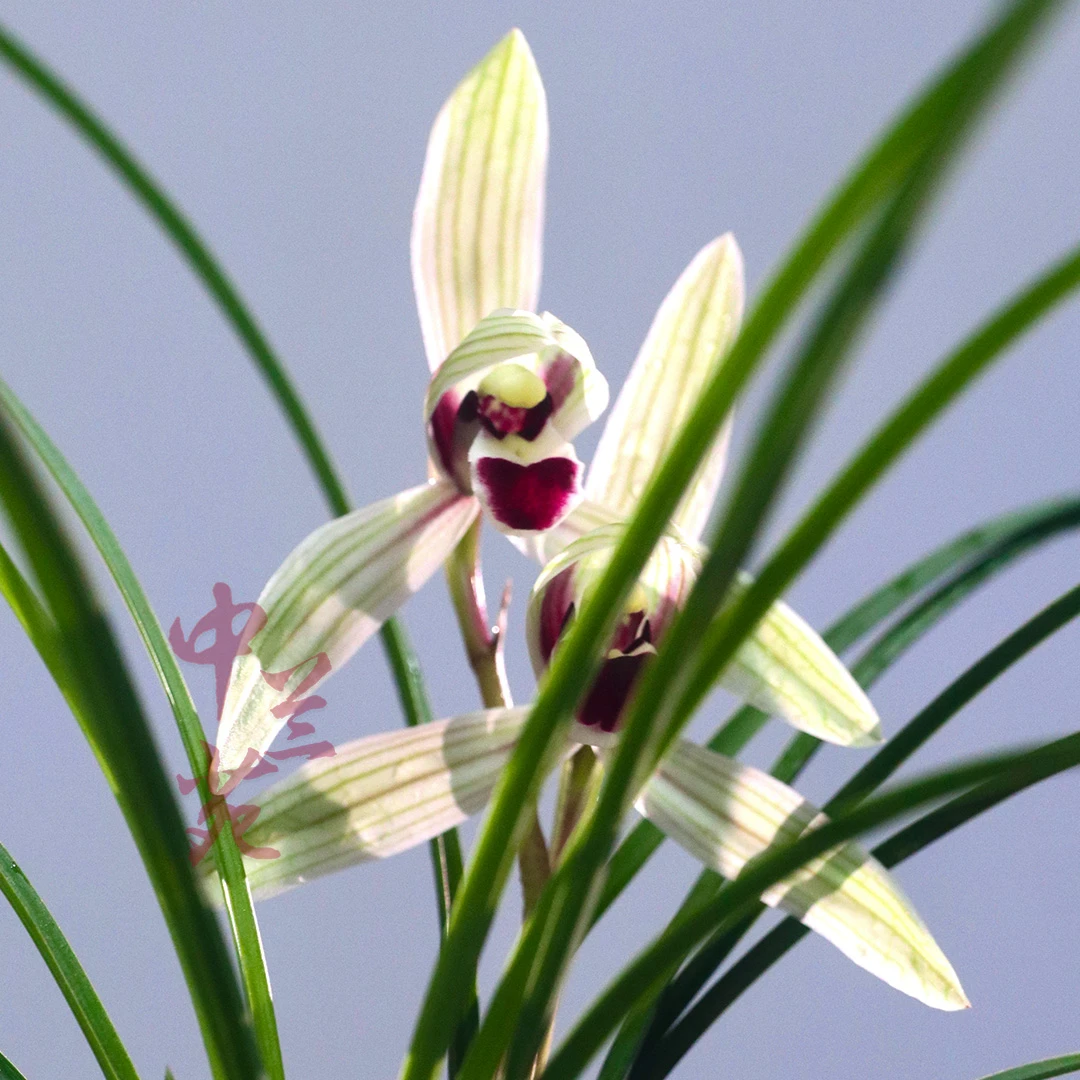 「中兰苑」莲瓣兰二红素 兰花满300元包邮 标价为每苗价