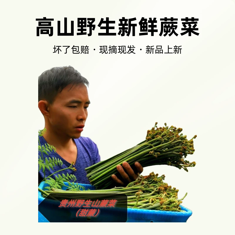 【顺丰包邮】深山新鲜山蕨菜（甜蕨）龙爪菜蕨苔凉拌野菜下饭菜