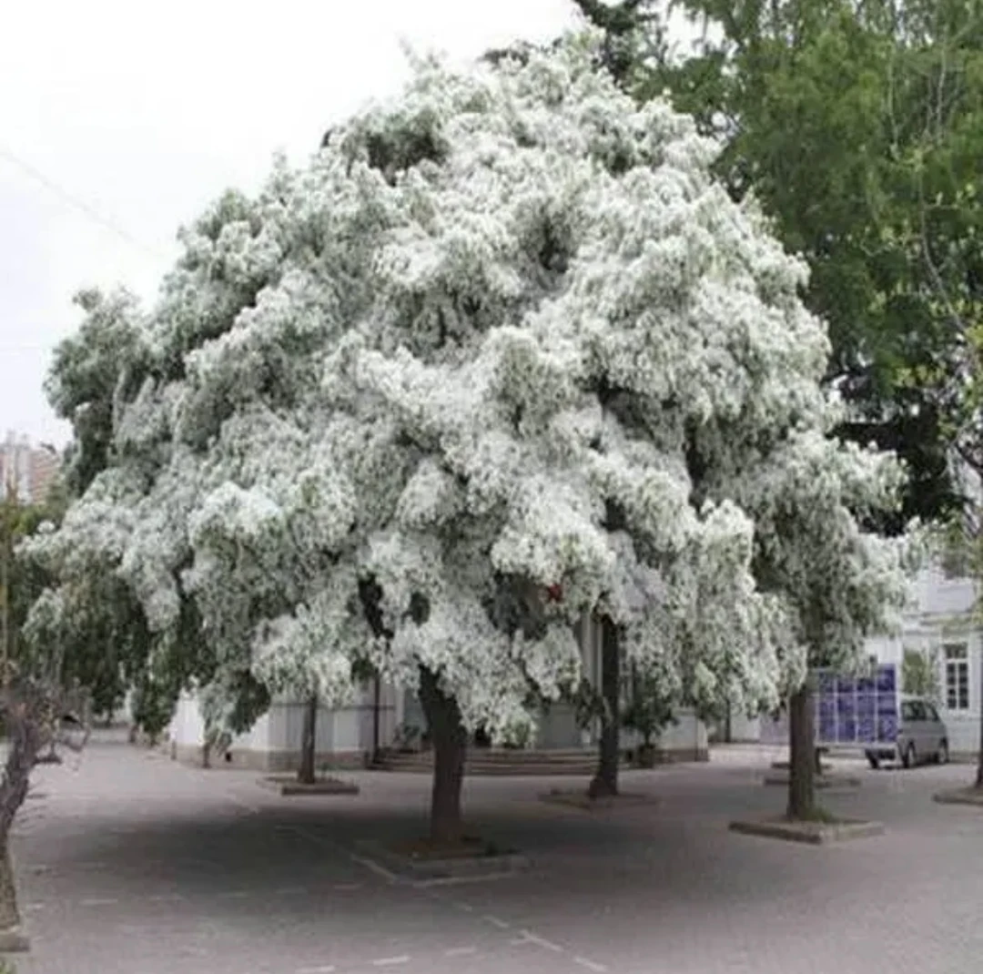 流苏花树苗庭院别墅园林大型风景树阳台盆栽耐寒花卉苗木花园植物