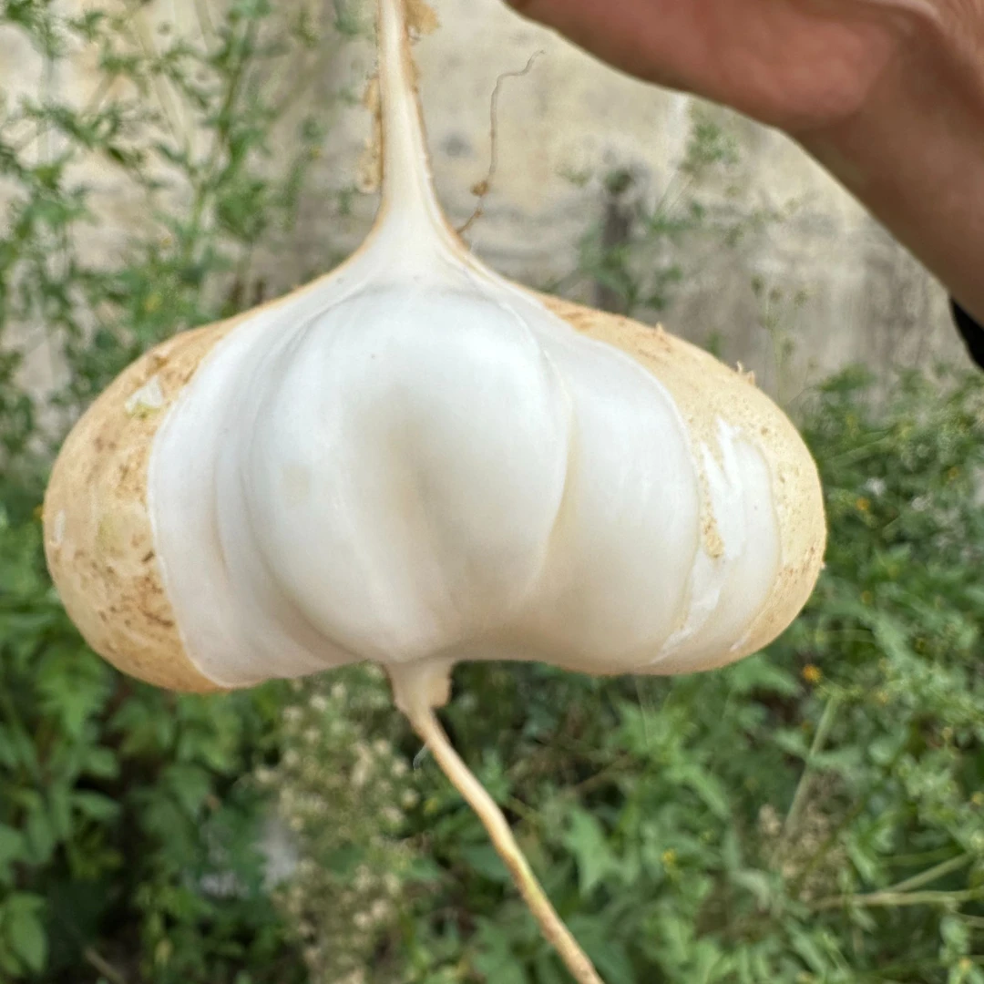 贵州安顺地萝卜新鲜凉薯地瓜脆甜新鲜水果现挖剥皮即食鲜嫩多汁