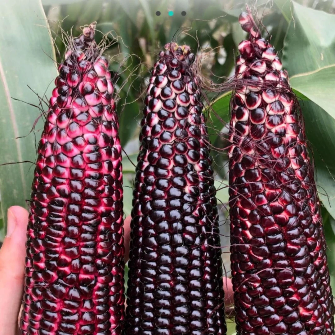 黑甜糯水果玉米种子甜加糯黑糯玉米种子种籽春夏蔬菜小院种孑F1