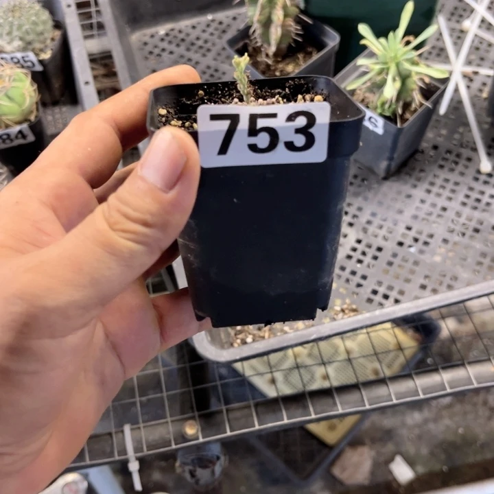 布纹球753一物一图如图