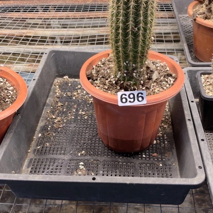毛花柱696 一物一图如图