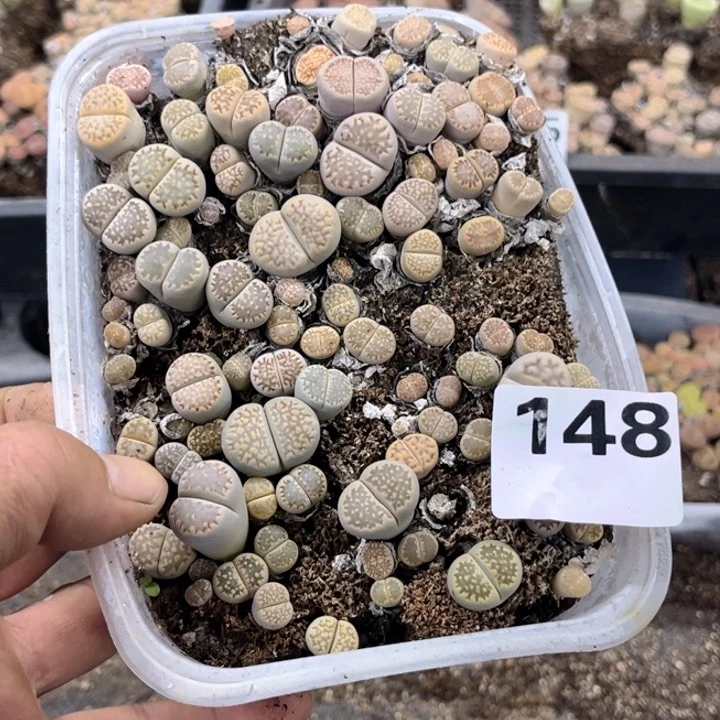 148 生石花一物一图如图