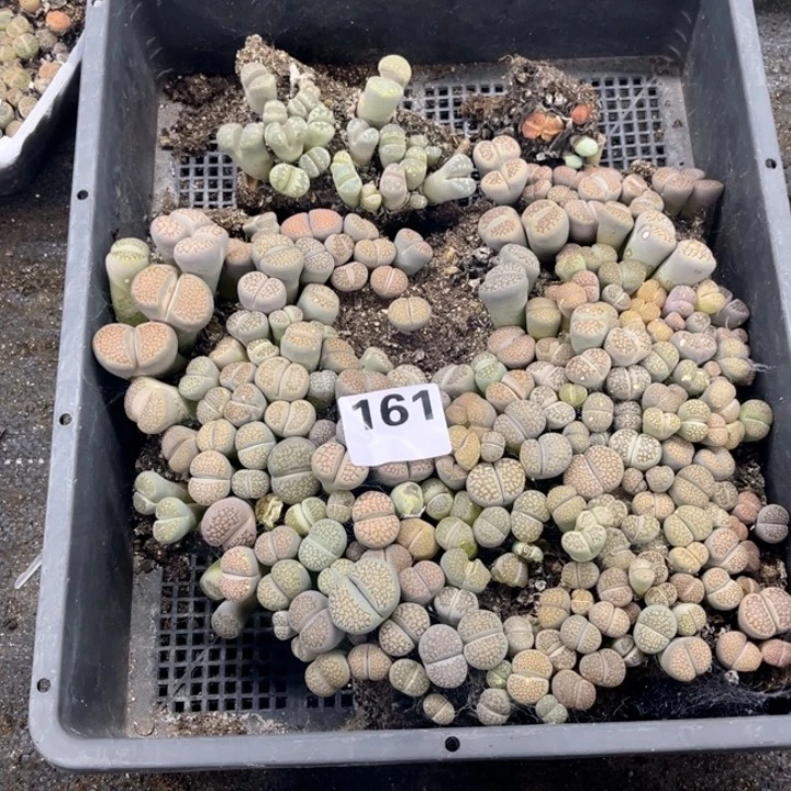 161 生石花一物一图如图