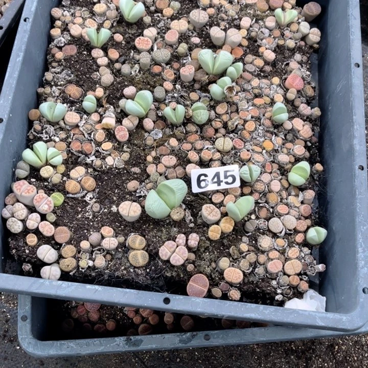 生石花645 一物一图如图